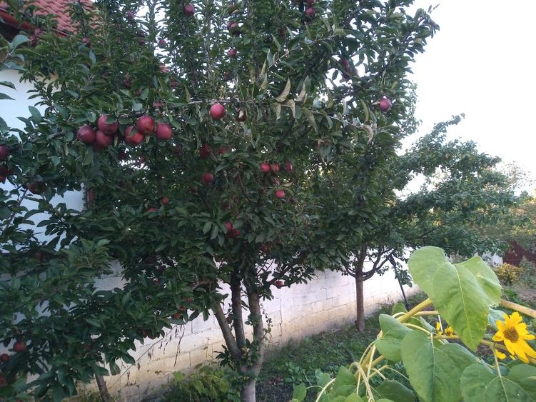 Oportunitate deosebita in Zona Metropolitana Brasov - 8