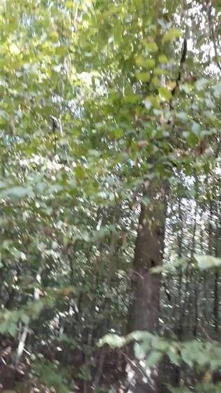 Teren agricol extravilan de 80000 mp, în Filipeștii de Pădure