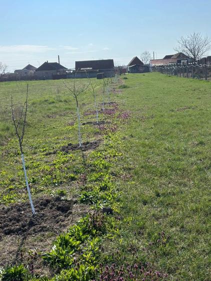 Casuta cu teren mare in Fughiu - 7