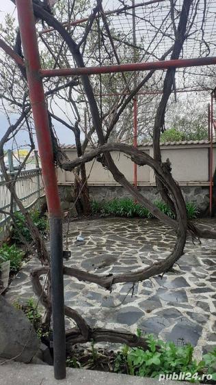 De inchiriat spatiu ( fost restaurant) - 4