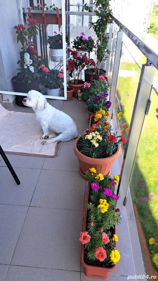 Vand apartament 2 camere Bucuresti, sector 2, Sos Dobroesti - 1