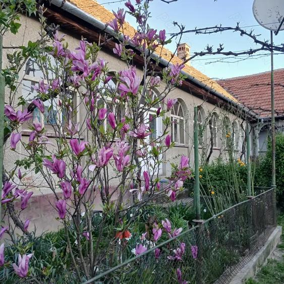 Casa si gradina de vanzare in Hitias la strada principala - 3