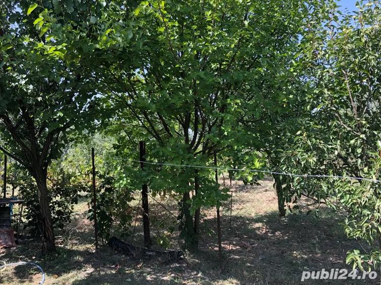 Casa de vanzare in Tulca Jud.Bihor - 2