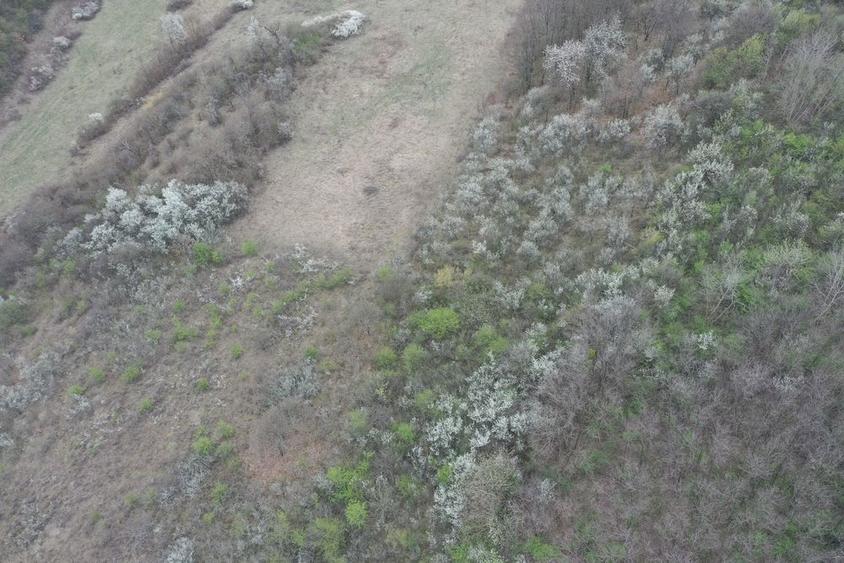 Teren 8114 mp lupoaia holod livada cf+topo acces auto aproape de sat - 7