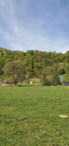 Teren de vanzare Plaiul Foii- Zarnesti - 4