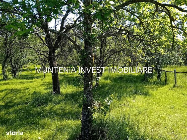 Teren 5596 mp. Com.Bradulet ,sat Galesu. - 8