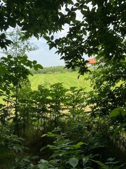 Teren intravilan Comana - 9