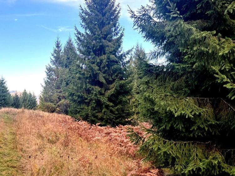 Vanzare 5,3 ha pasune deasupra Voronetului Suceava - Proiect Turistic - 18