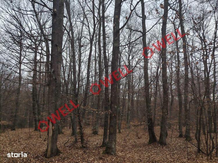 Padure mixta de vanzare in Dalnic! - 2