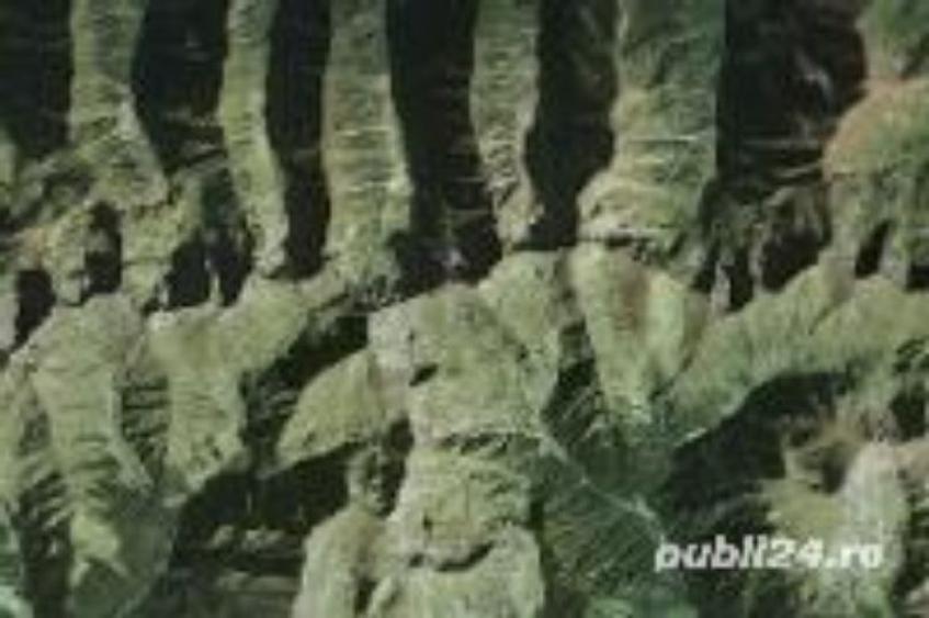 Pasune 32000 mp in Masivul Rentea, Sacele-Brasov - 2