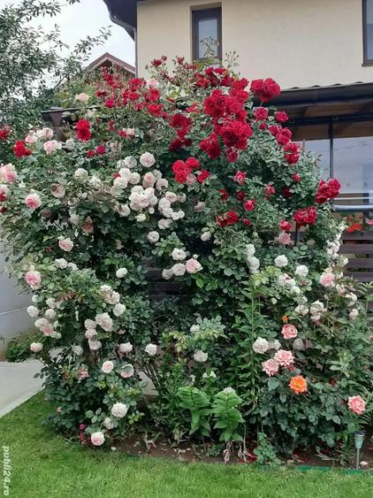 Vanzare casa Chiajna Ilfov - 1