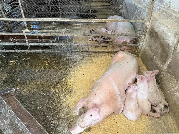 Catun Ferma autorizata Tip A pentru cresterea porcilor - IMOBIHOR - 10