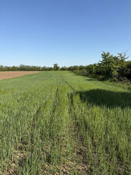 Teren 2500 mp Afumati Ilfov - 6