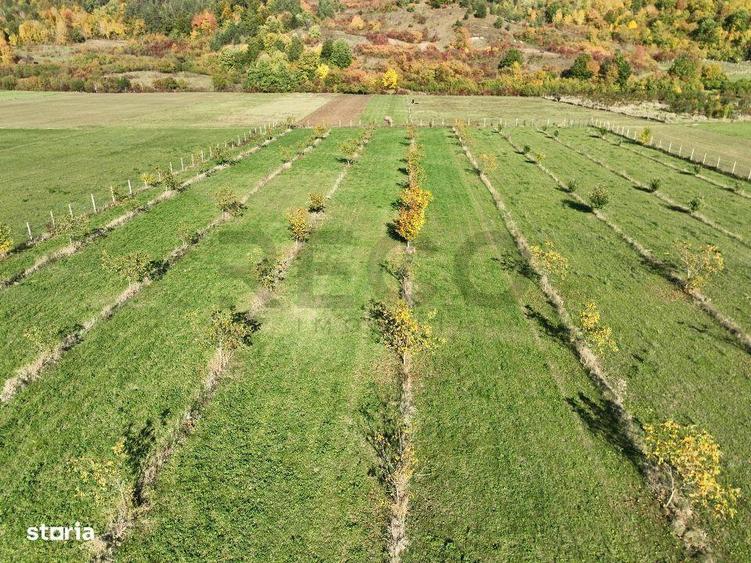 RECO, Teren cu livada de nuci, Zona Auseu, Bihor - 3