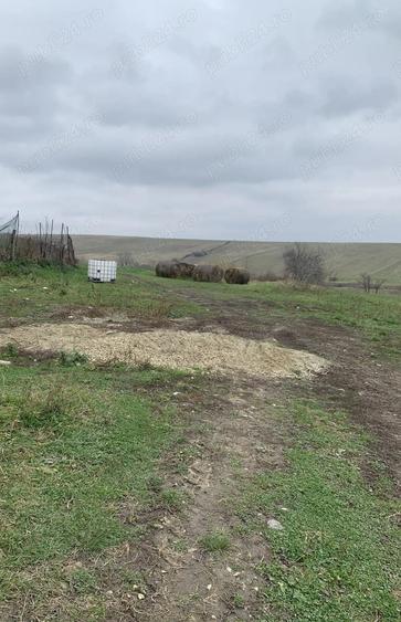 Casa de vanzare in Secas ,jude? Timis - 5