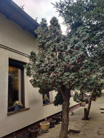 Teren 684 mp și vilă zona Viilor/Parcul Carol - 7