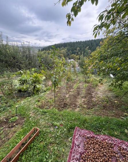 Teren intravilan de vanzare, 556 mp, zona strada Taberei - 4