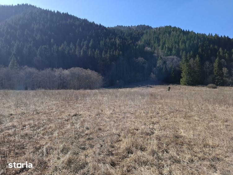 Teren Intravilan | Schitu Tarcau | 2089MP | Izvor | Platou - 8