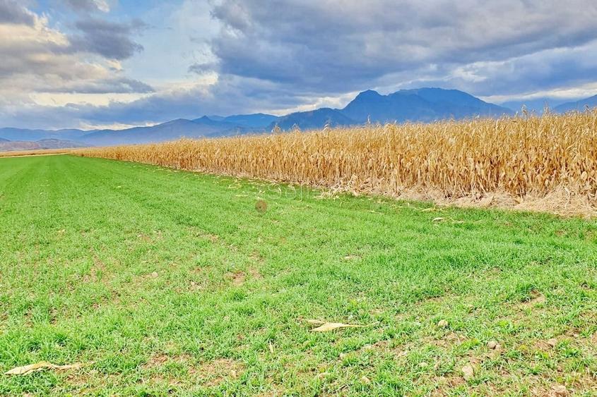 Teren extravilan Tarlungeni - 4