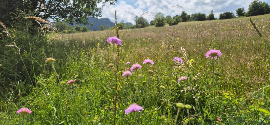 Teren Tohan parcelat in zona pitoreasca - 5