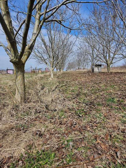 Livada nuci .5800mp - 1