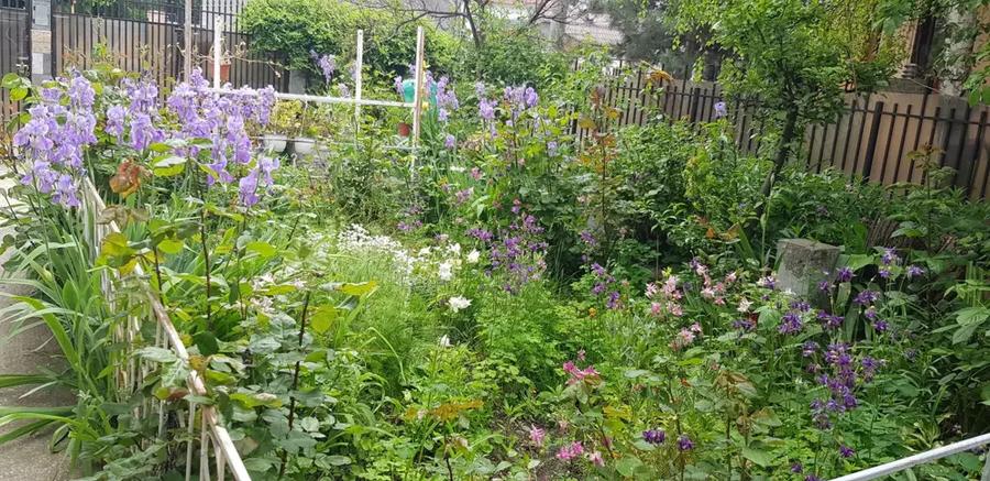 Vila de inchiriat 5 camere str Ion Creanga Ploiesti - Birouri, Salon, Scoala, Clinca, etc - 9