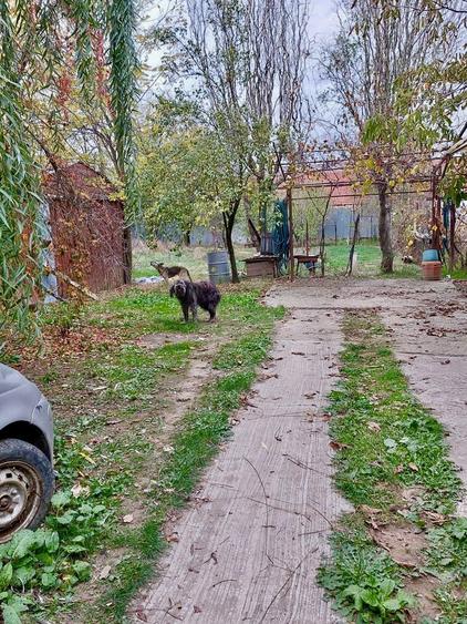 Vand casa + teren IEZURENI - 9