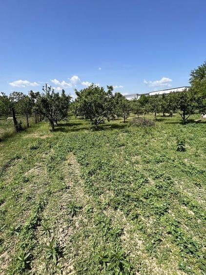 Teren Intravilan 2000 mp-Letea Veche - 4