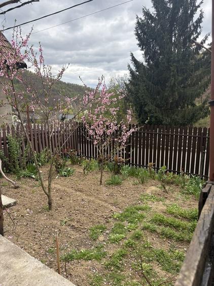 Vand casa Baia Mare Ferneziu - 8