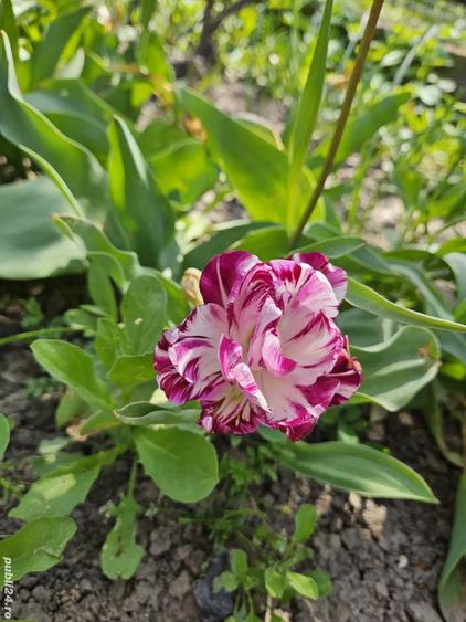 casa de vanzare (schimb cu ap. in Buc.) - 5