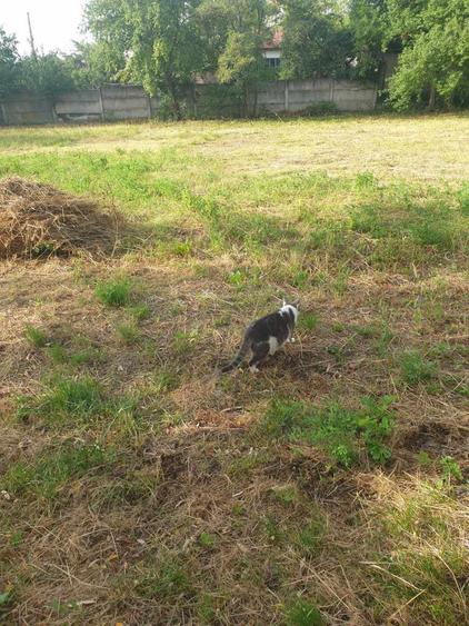 Vanzare casa in Darmanesti, jud Dambovita - 5