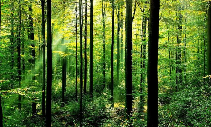 Teren construibil Sector 1 – Străulești | 2.617 mp | lângă pădure și Park & Ride - 3