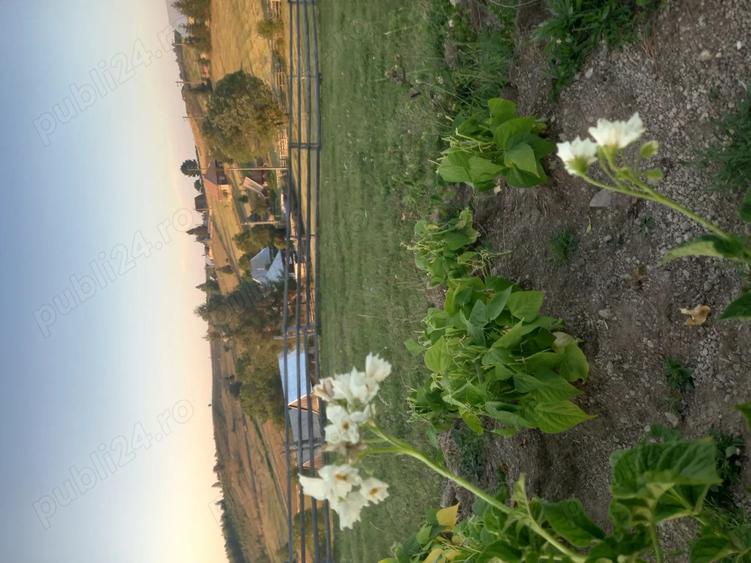 Casa si teren de vanzare - 1