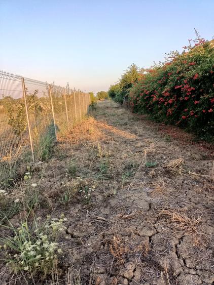 Terenuri intravilane Magurele Dumitrana - 5