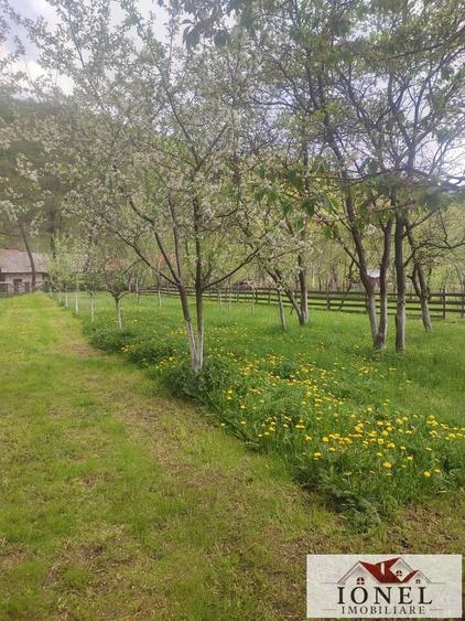 Vanzare teren 4544 mp in Almasu Mare - 9