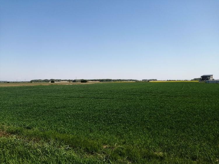 Teren intravilan 5114 mp in comuna 1 Decembrie - Ilfov - 2