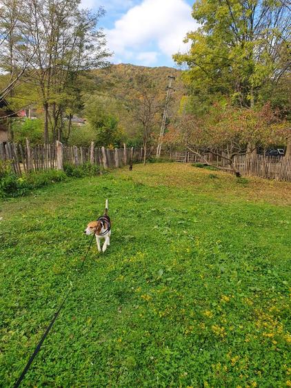 Puciosa Moreni Valea Lunga Sat Izvoru 20000mp teren de vanzare - 8