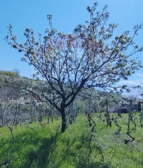 Casă individuală cu teren de 3.414 mp, Comuna Comarna - 14