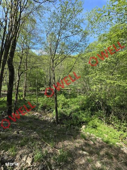De vanzare teren extravilan in Kuvaszo! - 12