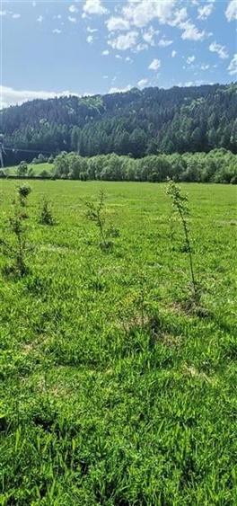 Teren cu proiect casa, in vecinatatea padurii Bradet, Brasov - 3