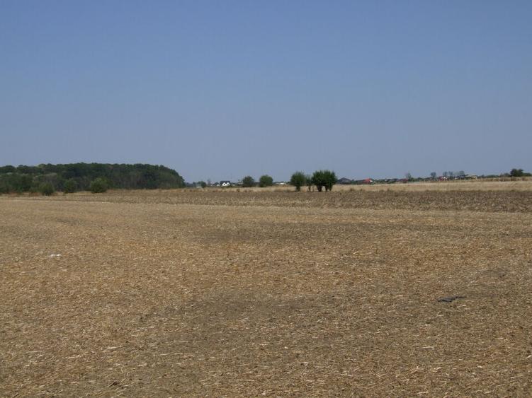 Clinceni-Ordoreanu intre padurea Teghes si Ordoreanu - 9