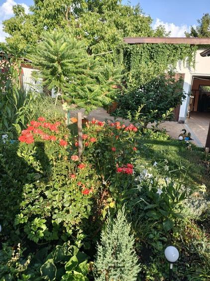 Vand casa in Dumbravita - 1