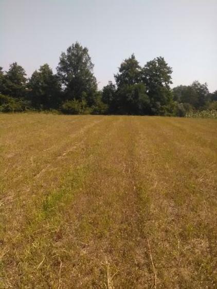 Teren vanzare 5000 mp + Casa vacanta  - 4