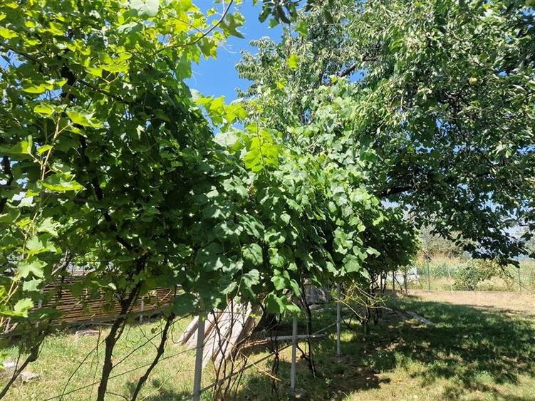 Casa traditionala, cu 2.000mp teren roditor, Izvoarele - 11