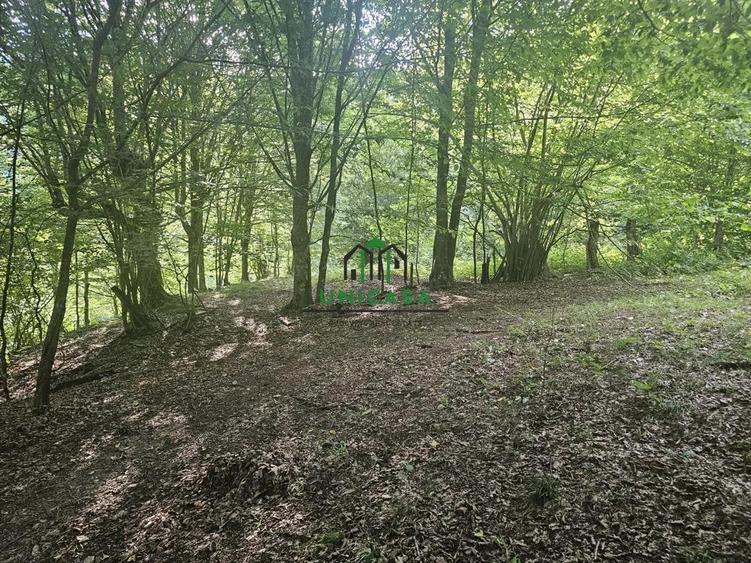 Teren extravilan cu potential turistic - Brezoi - 3