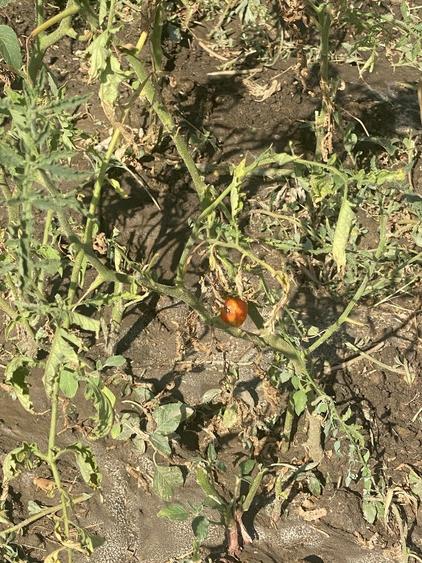 Vand teren Comana - 2