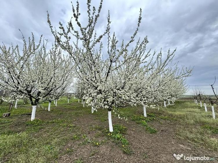 Livada+gradina, teren intravilan 2902mp, Damienesti-Bacau... - 3