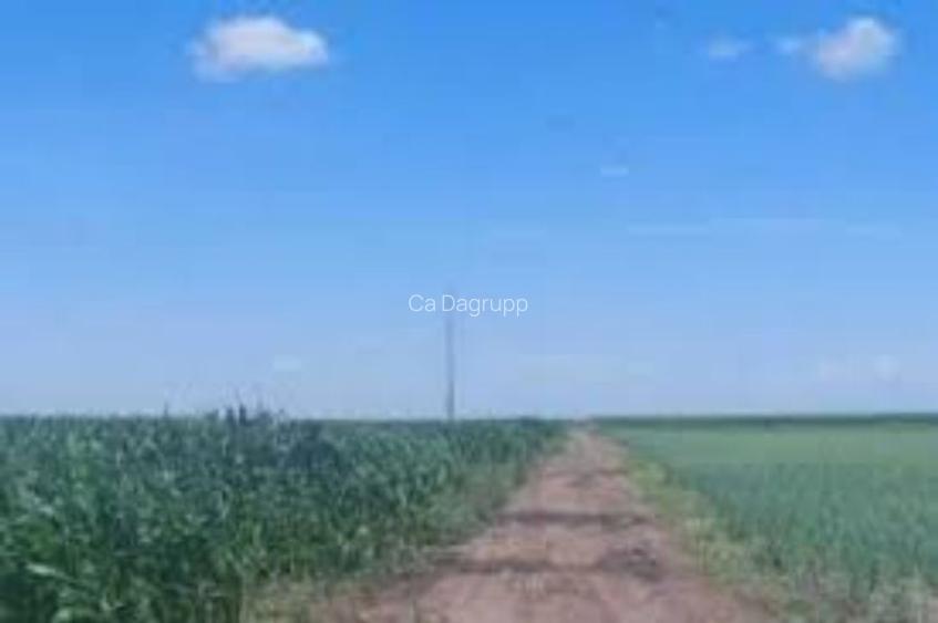 1,2 hectare de teren agricol in comuna Vedea din judetul Teleorman 1,2 hectare de teren agricol in comuna Vedea din judetul Teleorman