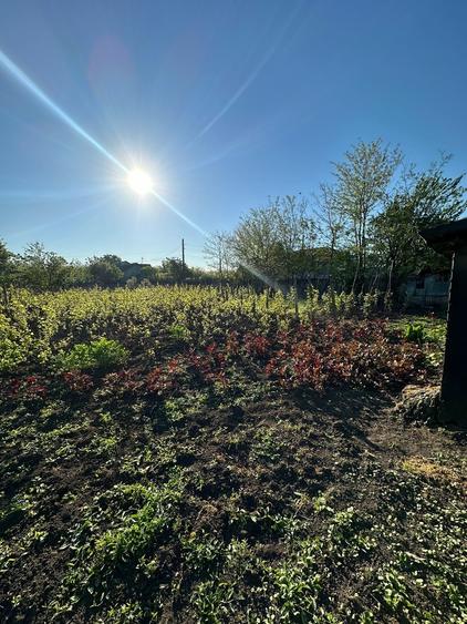 Baneasa, Giurgiu - 10