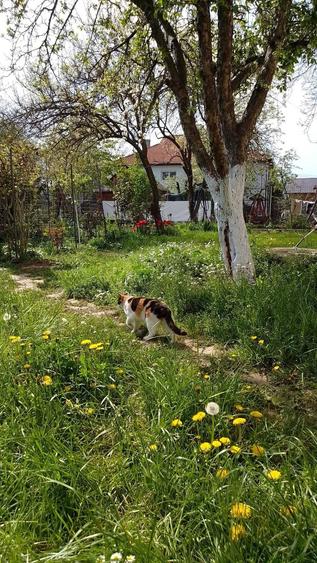 Apartament Snagov Ultracentral - direct proprietar - 7